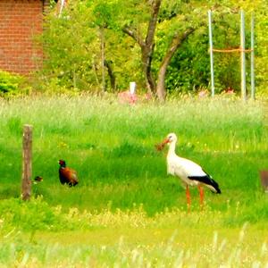 White Stork