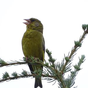 European Greenfinch