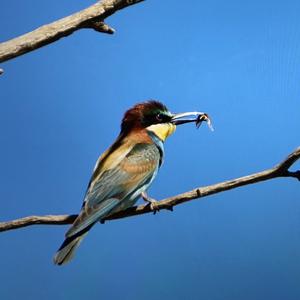 European Bee-eater