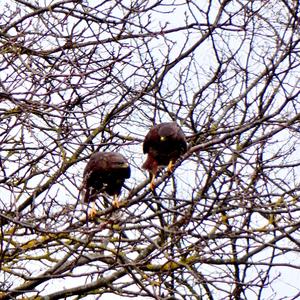 Common Buzzard