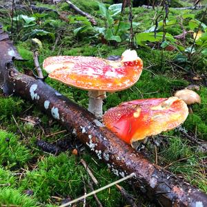 Fly Agaric