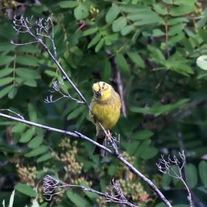 Yellowhammer