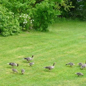 Greylag Goose