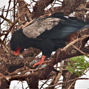 Bateleur