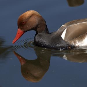 Red-crested Pochard