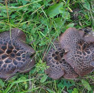 Shingled Hedgehog