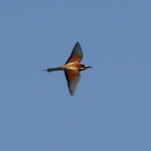 European Bee-eater