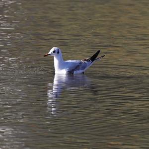 Black-headed Gull