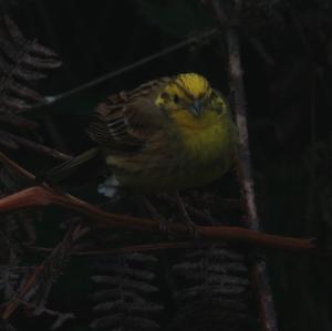 Yellowhammer