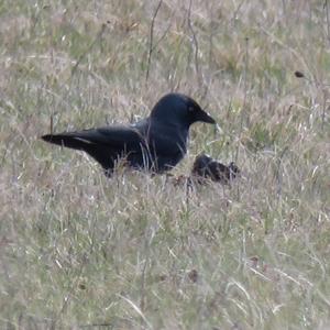 Eurasian Jackdaw