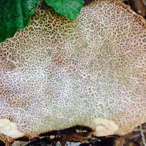 Red-cracked Bolete