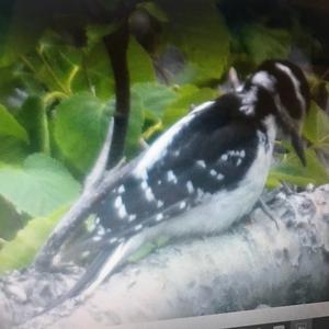 Eurasian Three-toed Woodpecker