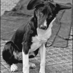 Border Collie