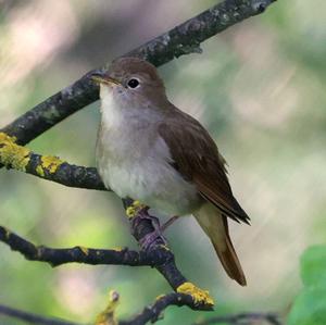 Common Nightingale