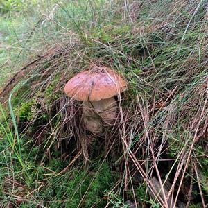 King Bolete