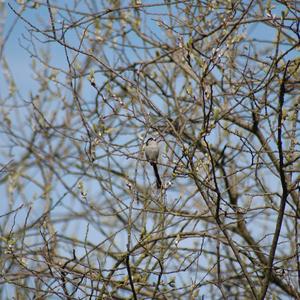 Long-tailed Tit