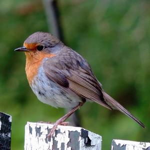 European Robin