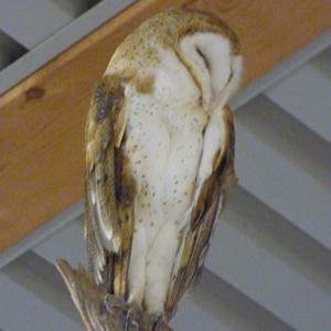 Barn Owl