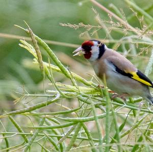 European Goldfinch