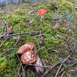 Bay Bolete