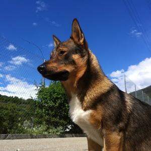 Swedish Vallhund