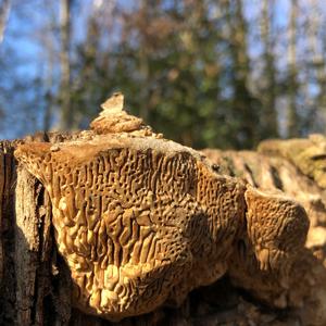 Thick-maze Oak polypore