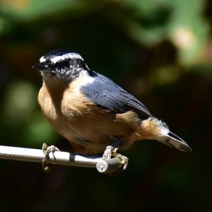 Red-breasted Nuthatch