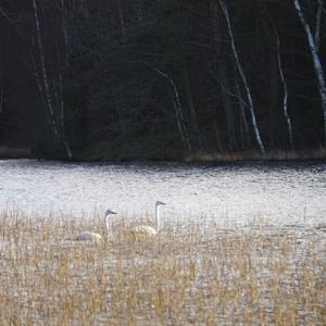 Whooper Swan