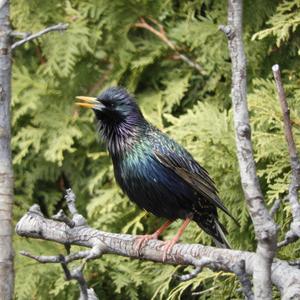 Common Starling