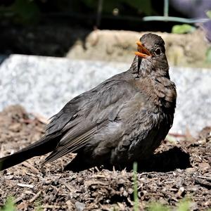 Eurasian Blackbird