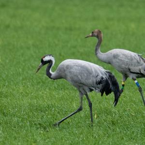 Common Crane