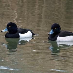 Tufted Duck