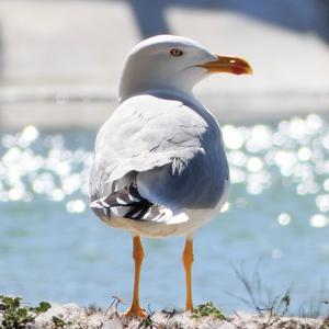 Yellow-legged Gull