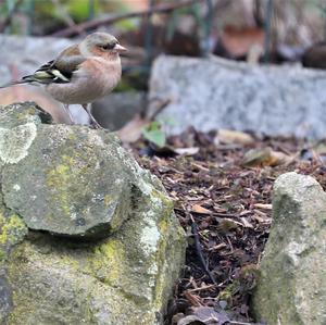 Eurasian Chaffinch