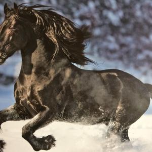 Friesian