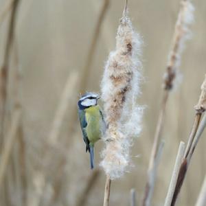 Blue Tit