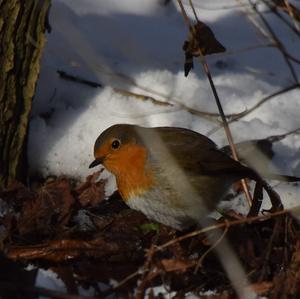 European Robin