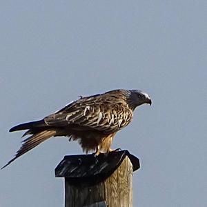 Red Kite