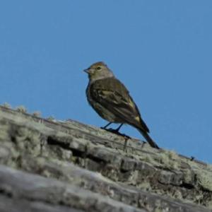 Alpine Citril Finch