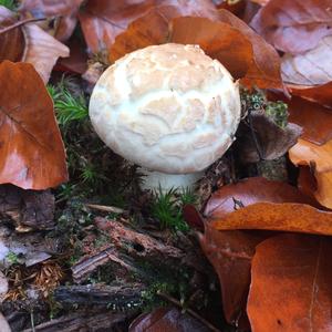 Fly Agaric