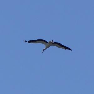 White Stork