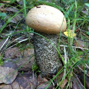 Orange Birch Bolete