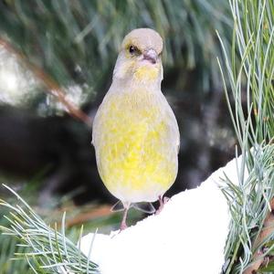 European Greenfinch