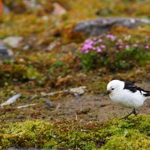 Snow Bunting