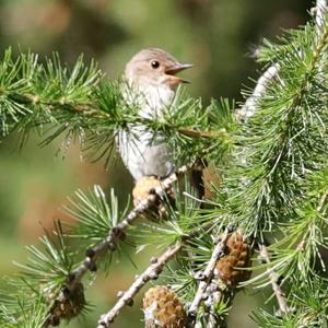 Spotted Flycatcher