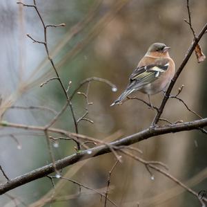 Eurasian Chaffinch