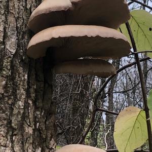 Oyster Mushroom