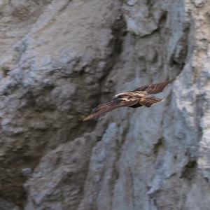 Eurasian Eagle-owl