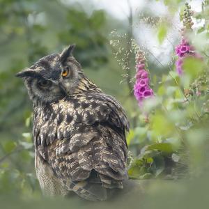 Eurasian Eagle-owl