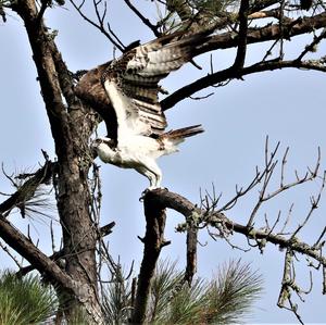 Osprey